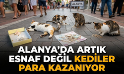 Köşeyi döndüler: Alanya’da esnaf değil, kediler kazanıyor