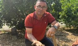 Alanya'da salep devrimi: Kestel'de ilk hasat heyecanı