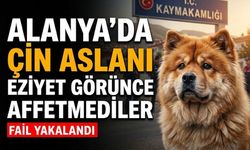 Alanya'da Çin Aslanı’na eziyet eden şahıs gözaltına alındı