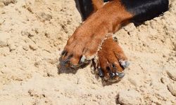 Mahallenin köpeği 'Hamur', c*nsel s*ldırıya uğradı