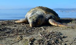 Alanya’da iki caretta caretta ölü bulundu