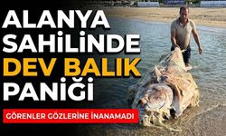 Alanya sahilinde dev balık paniği: Görenler gözlerine inanamadı