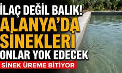 İlaç değil balık! Alanya sinekleri onlar yok edecek
