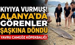 Kıyıya vurmuş! Alanya’da görenler şaşkına döndü