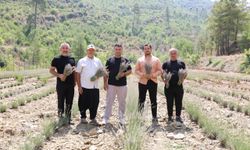 Alanya Belediyesi’nin lavanta bahçesinde ilk hasat yapıldı