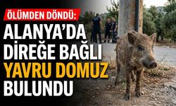 Ölümden döndü: Alanya’da direğe bağlı yavru domuz bulundu