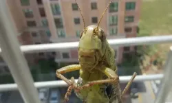 Dev çekirge paniği! Merkezde görüldü, Alanya tedirgin