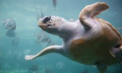 Çuvala dolanan caretta carettayı kaptan kurtardı