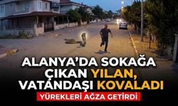 Alanya’da sokağa çıkan yılan, vatandaşı kovaladı