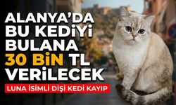Alanya’da bu kediyi bulana 30 bin TL verilecek