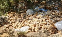 Alanya Oba’da küflü ekmek ihbarına hızlı temizlik