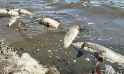 Oba Çayı’nda korkutan manzara: Suyun rengi değişti, canlar kıyıya vurdu