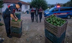 Rahatlığın böylesi: 103 avokado çalıp evinde yakalandı