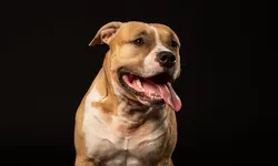 Antalya’da Pitbull için ekipler harekete geçti