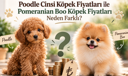 Poodle Cinsi Köpek Fiyatları ile Pomeranian Boo Köpek Fiyatları Neden Farklı?