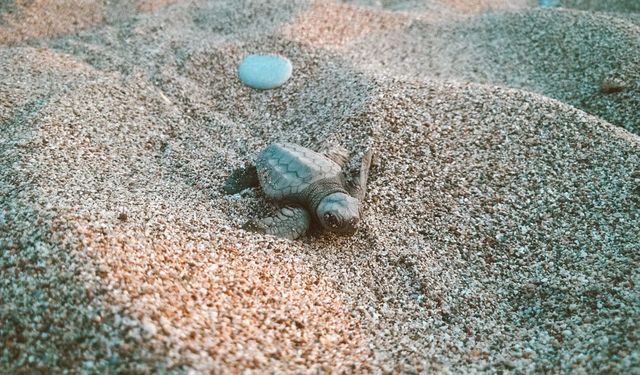 Alanya'da caretta caretta yavruları denizle buluşuyor