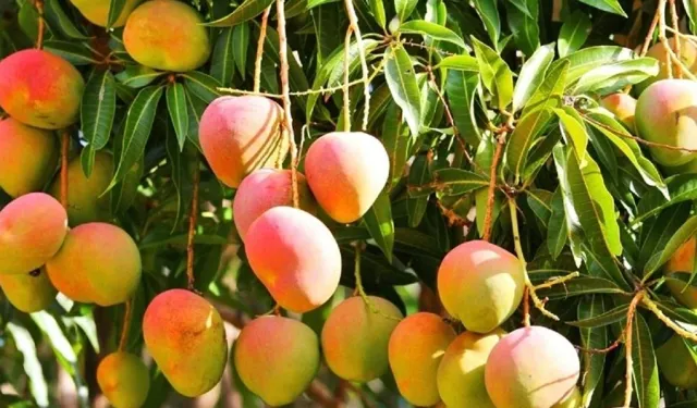 Alanya'da mango üretimi giderek artıyor