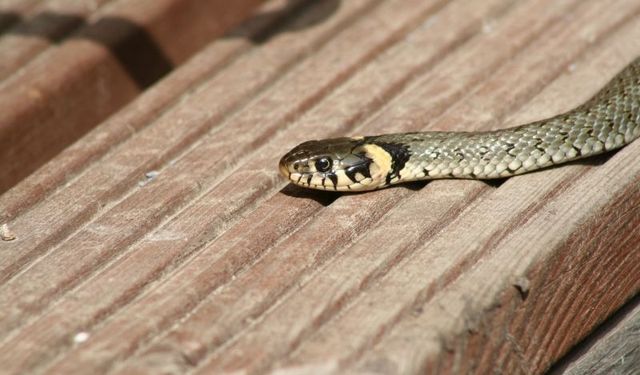 Alanya’da okul bahçesinde görülen yılan çığlık attırdı
