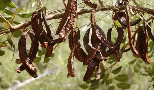 Alanya’da hasat başladı, üreticiler mutsuz