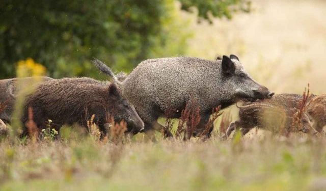 Yaban domuzları şehrin ortasına indi
