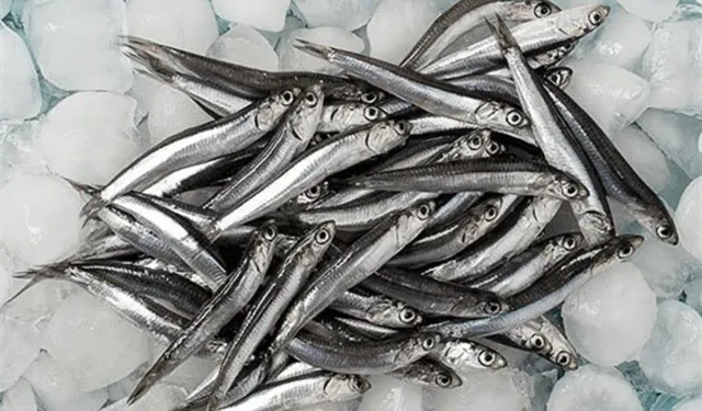 Fırtına hamsi fiyatlarını vurdu: Alanya'da kilogram 100 TL!
