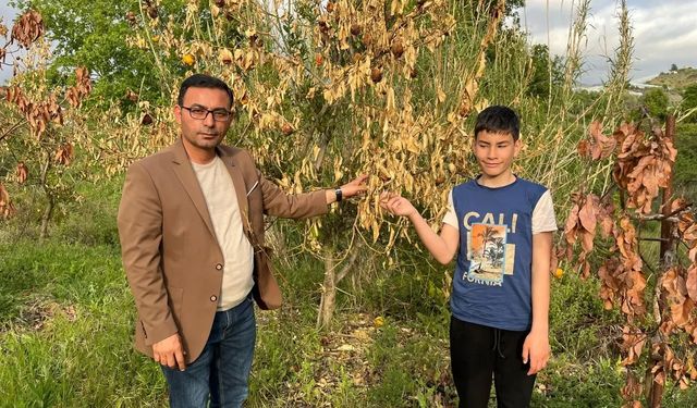 Alanya’da zirai don felaketi: Üreticiye acil destek çağrısı