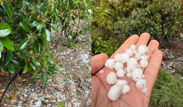 Alanya’da aniden bastırdı, üretici şaşkına döndü