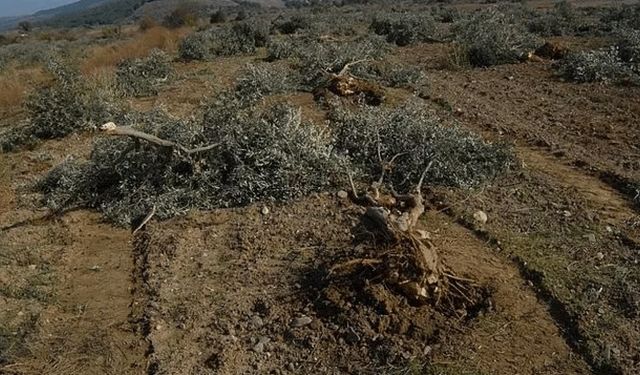 Alanya'da orman arazisi işgali son buldu