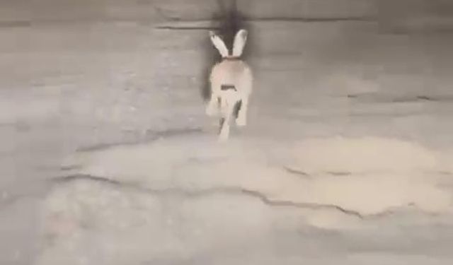 Tavşanlar yayla yolunda görsel şölen sundu