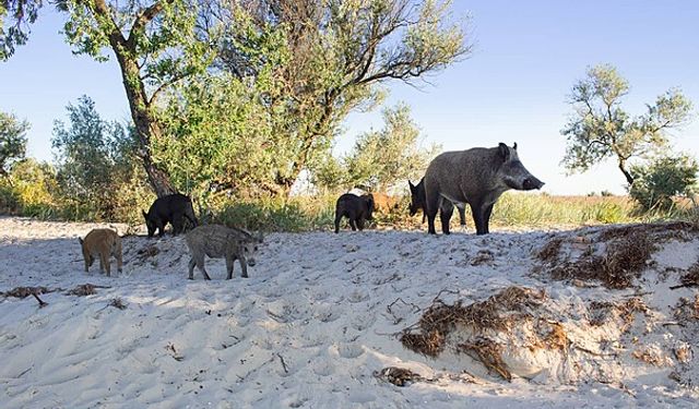 Antalya’da o sahile yaban domuzları indi