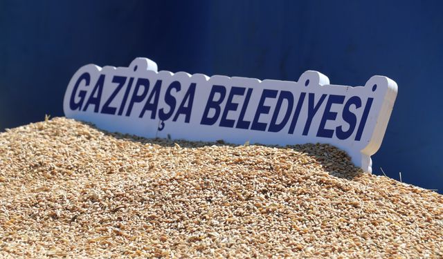 Gazipaşa’da ata tohum karakılçık buğdayı hasadı