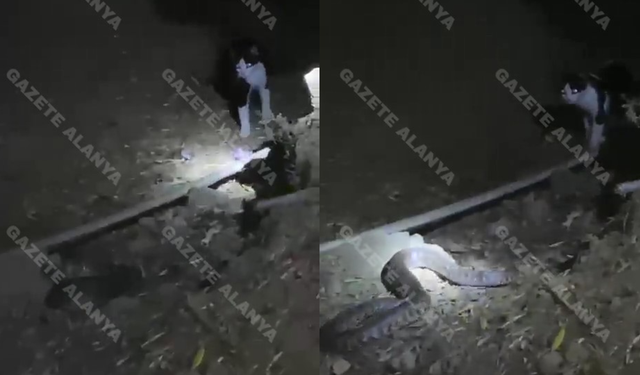 Kayda alındı: Alanya’da dev yılan ile kedi yan yana