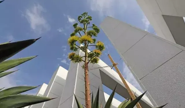 Antalya’da bu ağaca zarar veren 400 bin TL ödeyecek