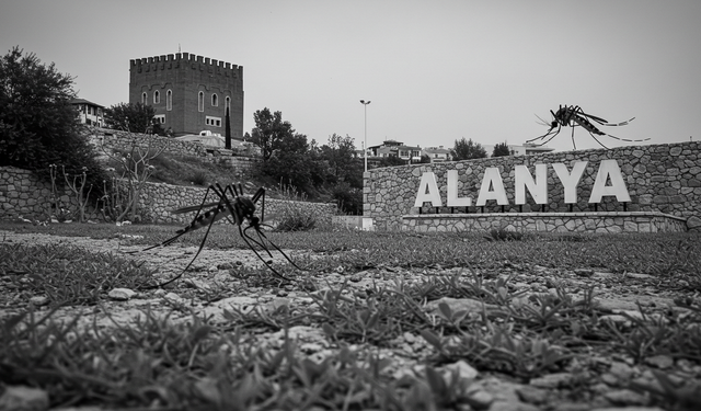 Alanya’da sinek istilasına Büyükşehir freni