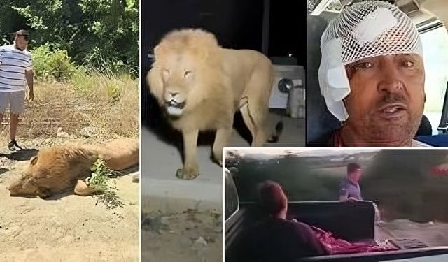 Türkiye konuşuyor! Aslan Zeus’u öldürdüler, büyük tepki var