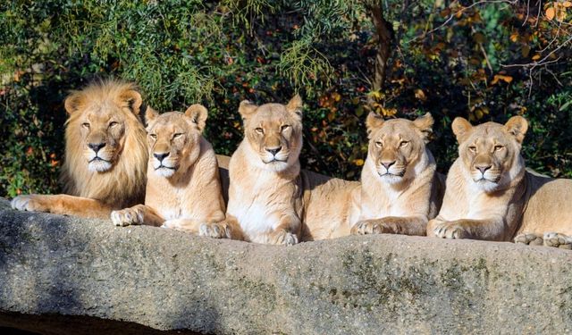 Aslan Zeus'un sahibi yasta: "Çocuğum ölmüş gibi hissettim"
