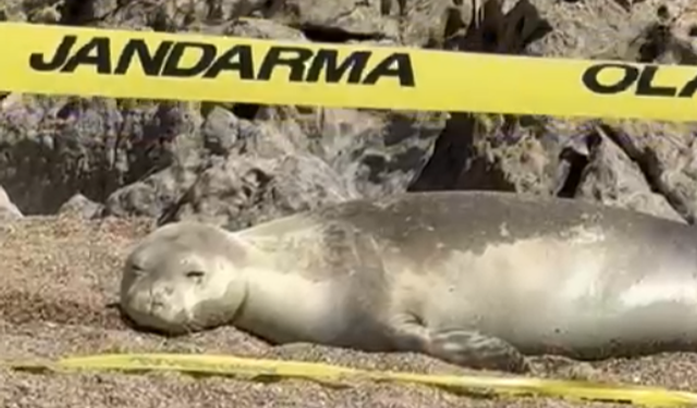 Sahile yattı, şerit çekildi: Sanki Alanya’da uyudu, orada karaya çıktı