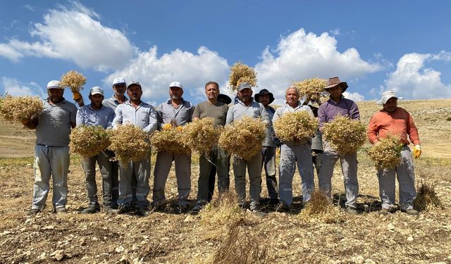 Gazipaşa Belediyesi, Cimbiti nohudu hasadına başladı