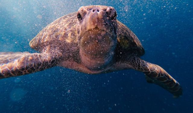 Antalya’da caretta paniği! Sahilde yüzenlere s*ldırdı