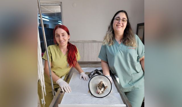 Alanya Belediyesi, yaralı kediyi hayata döndürdü