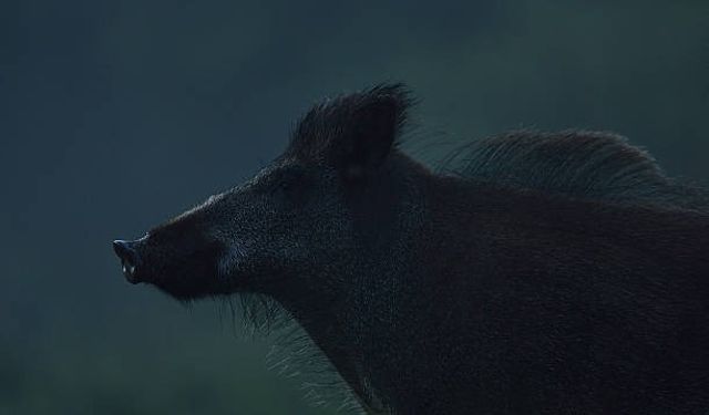 Karanlıkta babasını domuz zannedip öld*rdü