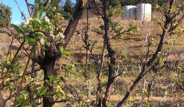 Alanya’da iklim değişikliği: Erikler erken çiçek açtı