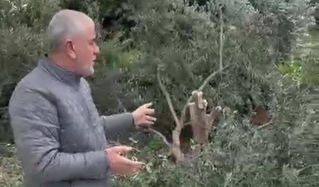 Alanya’da bu ağaçları kim kesti? Muhtar peşlerini bırakmıyor