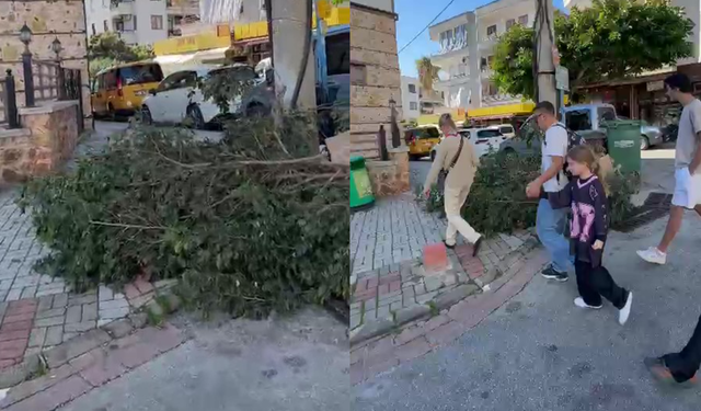 Alanya Belediyesi uyarıyor: Budama atıkları çöp değildir