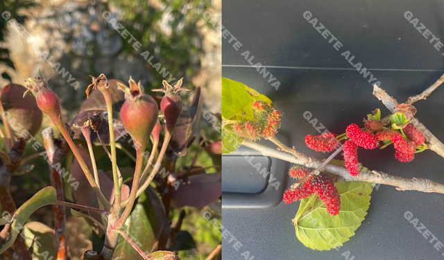 Alanya’da olacak iş değil! Olmaz denilen oldu: “Allah sonumuzu hayretsin!”