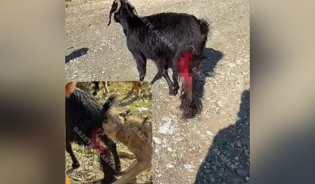 Kurt saldırısı kamerada! Alanya'da gündüz vakti dehşet anları