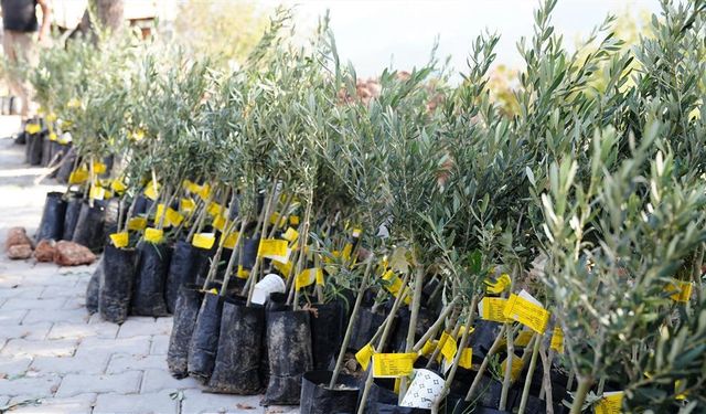 Zeytin kıyımına anlamlı yanıt: O ağaçlar yeniden yeşerecek!