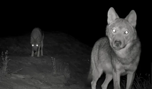 Kurt sürüsü indi, aman dikkat! Alanya’nın komşusunda sessiz avcılar