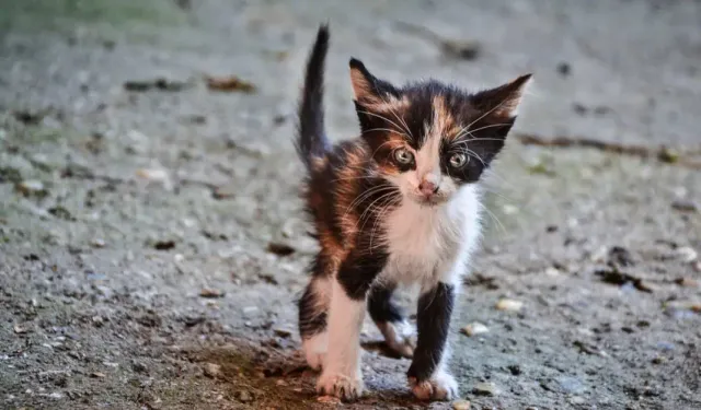 Alanya’da üzücü iddia: Yavru kediler zehirlendi mi?