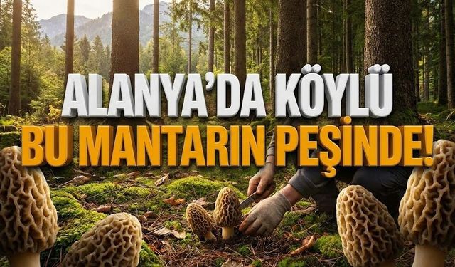 Alanya’da servet saklı: Köylü bu mantarın peşinde!